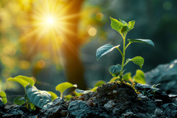 Dawn of Life: A Young Plant Awakens