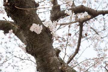 Fototapeta premium 벚꽃, cherry blossoms
