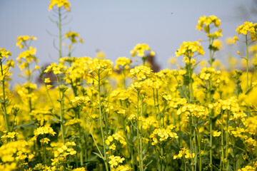 유채꽃, canola flower