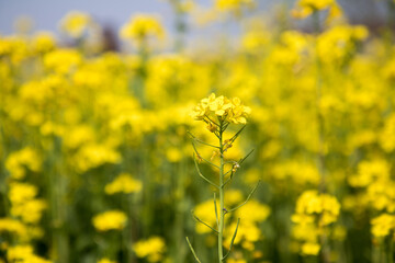유채꽃, canola flower