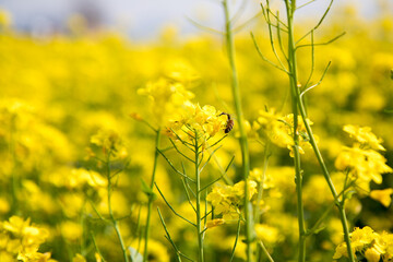 Obraz premium 유채꽃, canola flower