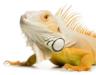Obraz premium Albino Leguan isoliert auf weißen Hintergrund, Freisteller