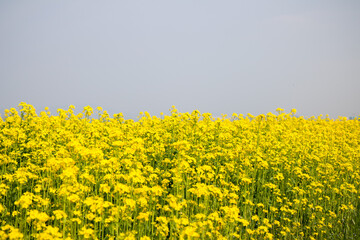 Obraz premium 유채꽃, canola flower