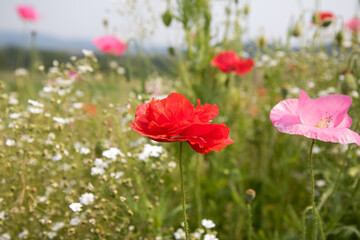 양귀비, Poppy