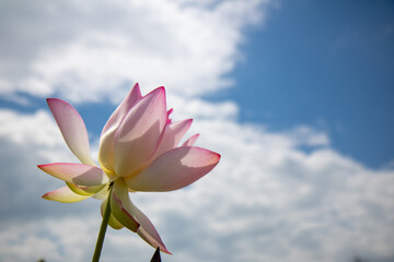 연꽃, lotus