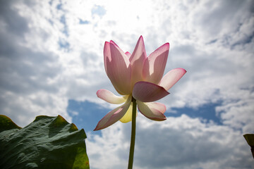 연꽃, lotus