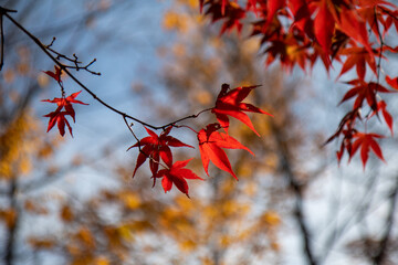 단풍, maple leaf, tinged autumnal leaf