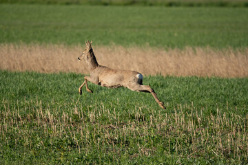 deer running 