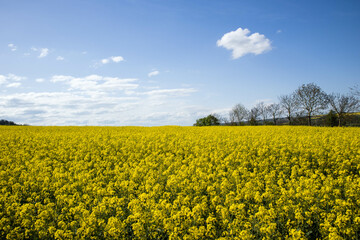 Obraz premium Field of rapeseed