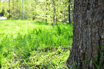 Fototapeta premium a tree trunk in a forest with green grass and a blurred background of trees 