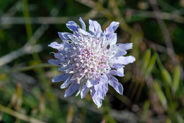 Flores silvestres de primavera, Scabiosa