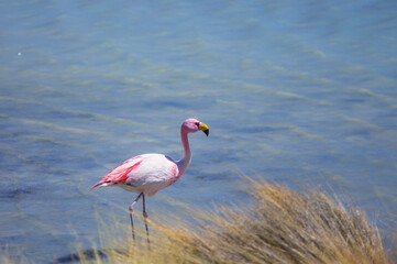 Flamingo in Bolivia