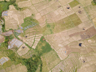 Aerial view of rice fields that have been harvested in Indonesia