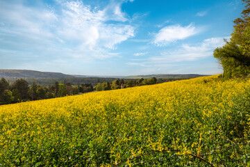Obraz premium Vallée de l'Eure avec un champ de colza au printemps 