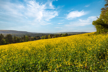 Vallée de l'Eure avec un champ de colza au printemps 