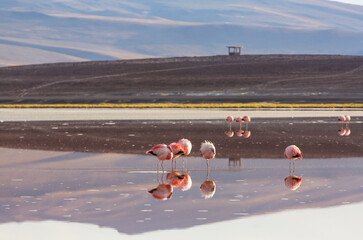 Flamingo in Bolivia