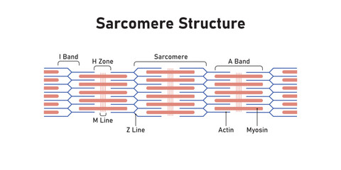 Sarcomere Structure Scientific Design. Vector Illustration.