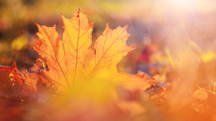 Orange maple leaf on the ground in sunlight. Autumn leaves, autumn background