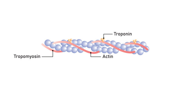 Actin Filament Diagram Scientific Design. Vector Illustration.