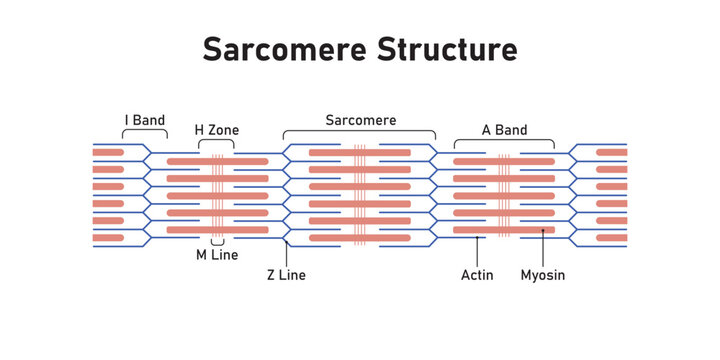 Sarcomere Structure Scientific Design. Vector Illustration.
