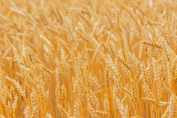 Fototapeta premium Wheat field with ripe ears, wheat background. Cultivation of wheat
