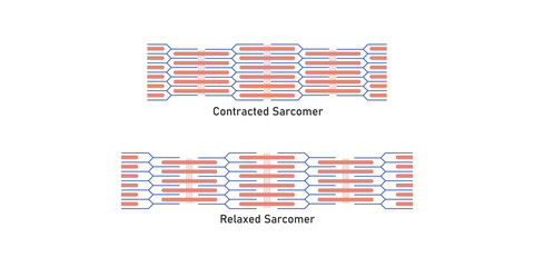 Contracted and Relaxed Muscle (Sarcomere) Scientific Design. Vector Illustration.
