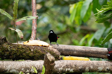 Birds of Cali, valley of cauca, Colombia