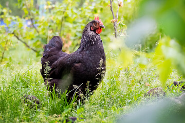 Black chicken in the garden among green grass and bushes