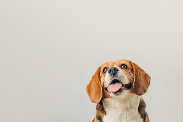 Happy beagle portrait looking up