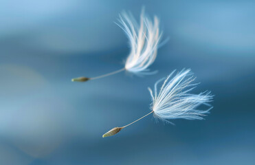 A closeup of two dandelion seeds, one floating in the air and another resting on its stem against a blue sky background.