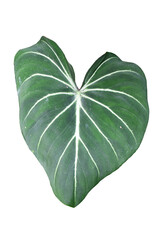 Philodendron gloriosum white vein is popular houseplants. It is creeper plant and striking plant with large, velvety leaves that are heart-shaped and have prominent veins.