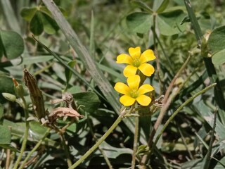 Oxalis corniculata flower or creeping woodsorrel flower, procumbent yellow sorrel flower or sleeping beauty flower