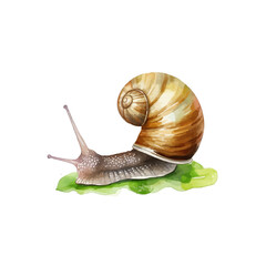 watercolor snail clipart for graphic resources