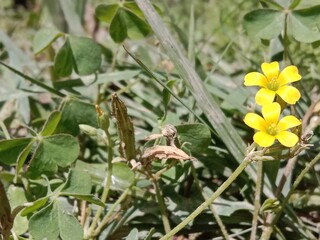 Oxalis corniculata flower or creeping woodsorrel flower, procumbent yellow sorrel flower or sleeping beauty flower