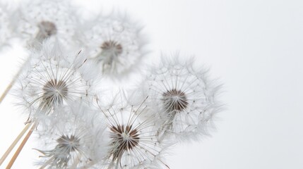 Obraz premium Dandelions delicate geometric seed formation bathed in the soft glow of early summer morning light isolated on a white background