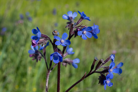 Flor silvestre en primavera, Anchusa azurea