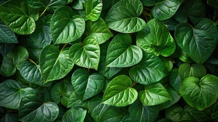 Close Up of Green Leaves on a Plant