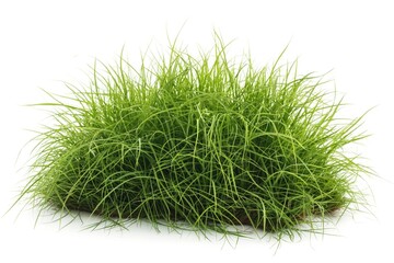 A fresh clump of vibrant green grass, isolated on a white background symbolizes growth and nature