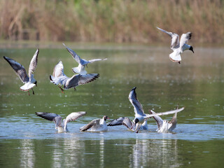 Flock of seagulls taking flight from Danube river waters at dawn