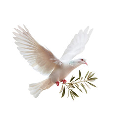 Obraz premium white dove of peace flying with green olive twig isolated on transparent background with space for text