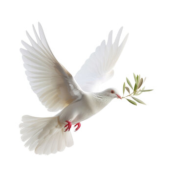 recommend clip art: white dove of peace flying with green olive twig isolated on transparent background with space for text