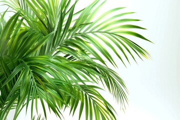 Green palm leaves isolated on white background,   render illustration