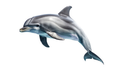 dolphin isolated on transparent