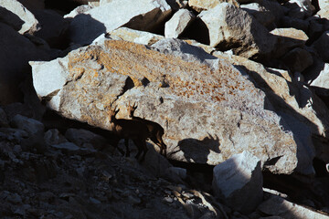 Goat on the rock