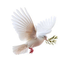 white dove of peace flying with green olive twig isolated on transparent background with space for text