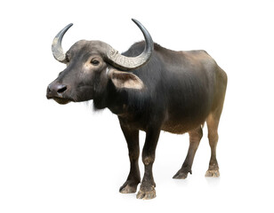 Wasserbüffel auf vier beinen isoliert auf weißen Hintergrund, Freisteller