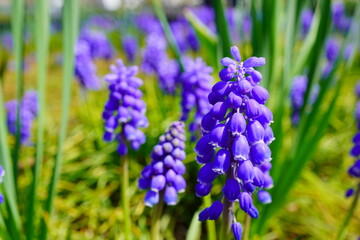 春の公園の花壇に咲く紫色のムスカリ。
