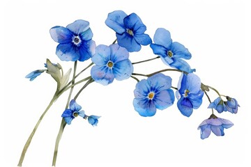 A watercolor painting of a simple cluster of blue forgetmenots, minimal and elegant, isolated on white background