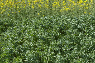 a rapeseed field with spiky thistle plants on the perimeter boundaries