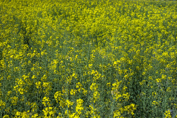 rape The seed is the useful part of the silique. The process of obtaining oil leaves as waste...